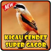 Kicau Cendet Super Gacor on 9Apps