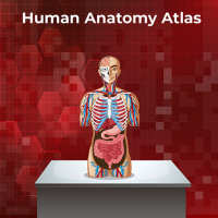 Human Anatomy - Learning Bones and Organs
