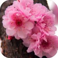 Cherry Blossom Wallpaper Free