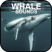 Whale Sounds on 9Apps