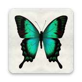 Carta da parati HD 4K Butterfly on 9Apps