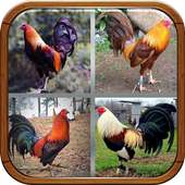 Gallos Finos de Pelea on 9Apps