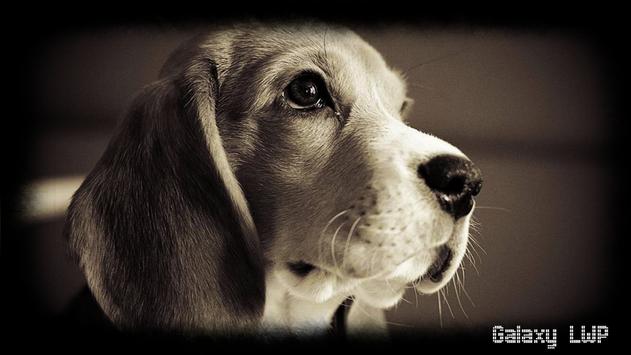 Beagle Puppy - 4k Wallpapers - 40.000+ ipad wallpapers 4k - 4k wallpaper Pc