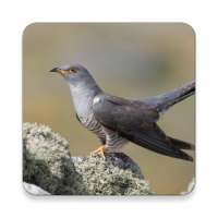 Cuckoo Bird Sound Collections ~ Sclip.app on 9Apps