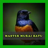 Master Kicau Murai Batu Gacor on 9Apps