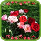 Beautiful Roses Pics