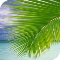 Palm on Beach Live Wallpaper on 9Apps