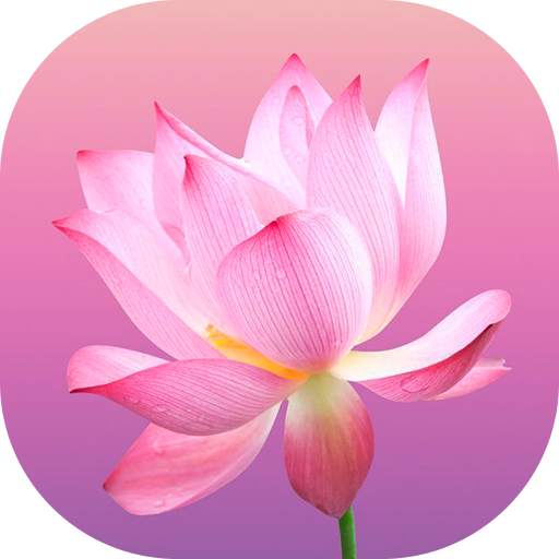 Flower Wallpapers and Backgrounds