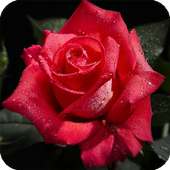 Roses HD Live Wallpaper Flower