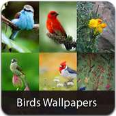 Birds  Wallpapers on 9Apps