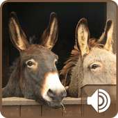 Donkey Sounds on 9Apps