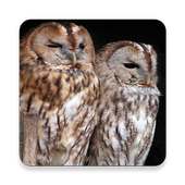 Free Owl Sounds on 9Apps