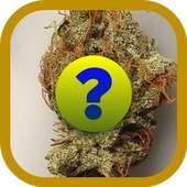 Cannabis Quiz