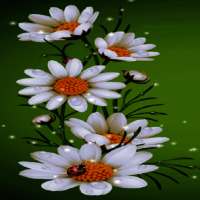 White Flowers Beauty LWP on 9Apps