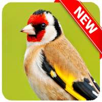 European Goldfinch Bird
