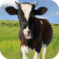 Cow Sounds on 9Apps