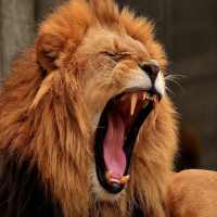 Lion Roar on 9Apps