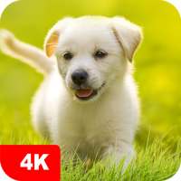 Puppy Wallpapers 4K