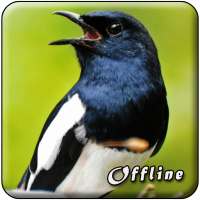 Suara Burung Kacer Betina Offline on 9Apps