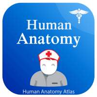 Human Anatomy Atlas - Anatomy