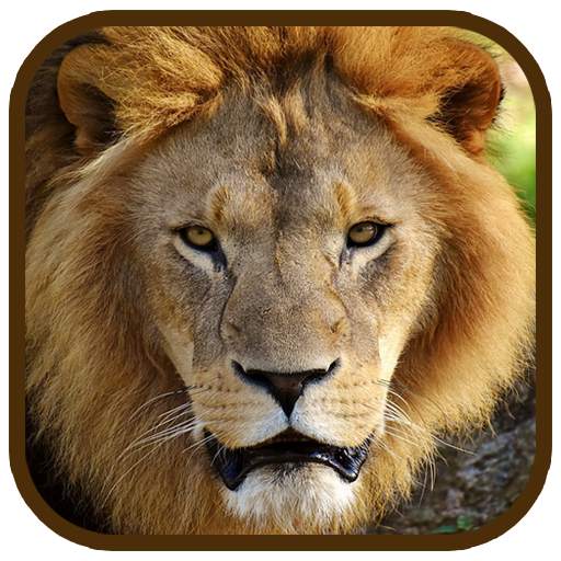 Animal Images App