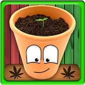 My Weed - Cultivar Marihuana