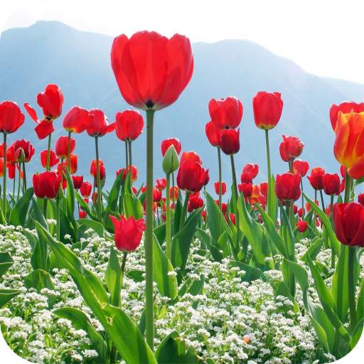 Tulips Flower Wallpaper Best 4K