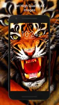 Tiger Wallpaper HD APK Download 2023 - Free - 9Apps