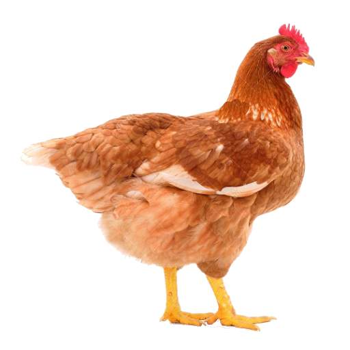 My Poultry Manager - Farm app