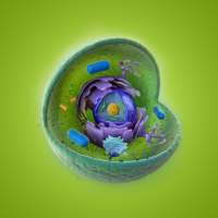 Cell Structure on 9Apps