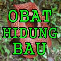 Ramuan Herbal Mengobati Hidung Bau Busuk Sinusitis