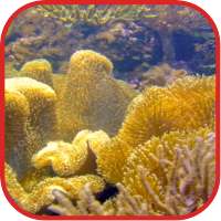 Coralreef Cool Wallpapers on 9Apps
