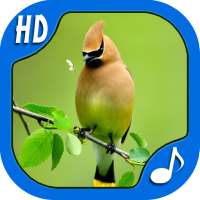 Top Bird Sounds & Ringtones on 9Apps