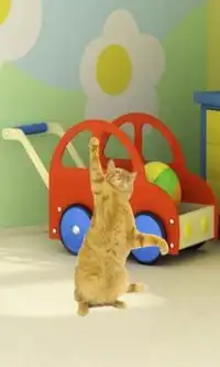 Sad cat dance #shorts 