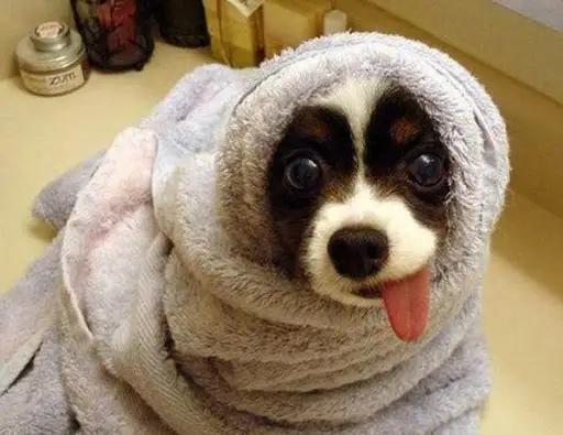 Free Funny Animals Videos APK Download 2023 - Free - 9Apps Free Funny Animals Videos APK Download 2023 - Free - 9Apps