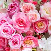 Pink Roses Beautiful HD Wallpaper