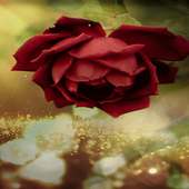 Beautiful Red Rose LWP