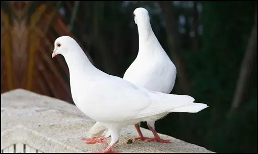 Beautiful Birds Wallpapers Free New APK Download 2023 - Free - 9Apps Beautiful Birds Wallpapers Free New APK Download 2023 - Free - 9Apps