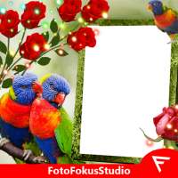 Rainbow Lorikeet Insta DP on 9Apps