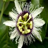 Passion Fruit For Health on 9Apps