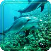 Dolphin Free live wallpaper