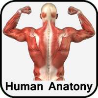 Human Anatomy on 9Apps