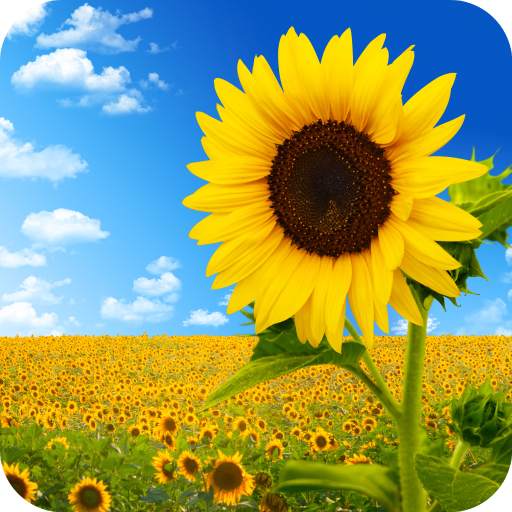 Sunflower Wallpaper Best HD