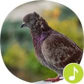 Pigeon Sounds Ringtones