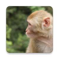 Rhesus monyet Bunyi ~ Sclip.app