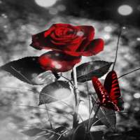 Red Black Butterfly LWP on 9Apps