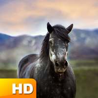 Horse Wallpaper: Free Backgrounds - HD Images