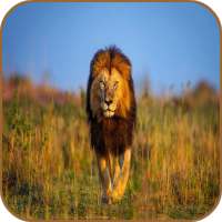 Lion HD Wallpaper 2020