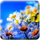 HD Summer Flower Wallpaper on 9Apps