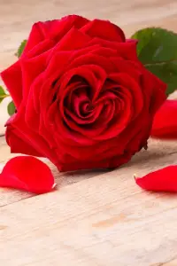 Descarga de la aplicación Fondos de pantalla de rosas rojas 2023 - Gratis - 9Apps Descarga de la aplicación Fondos de pantalla de rosas rojas 2023 - Gratis - 9Apps